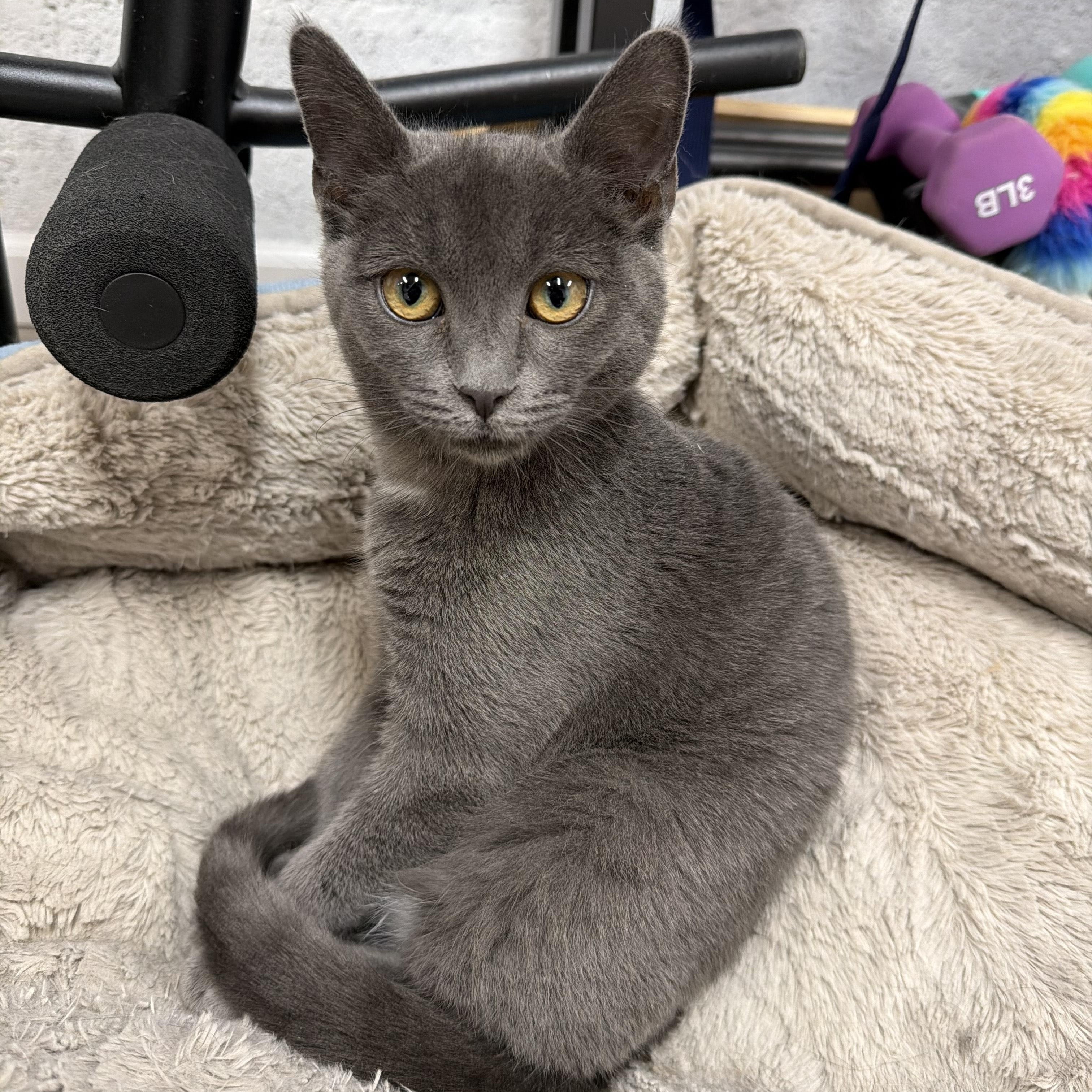 Enlarge Mocha, an adopted American Shorthair in Highland Park, NJ image 2/4
