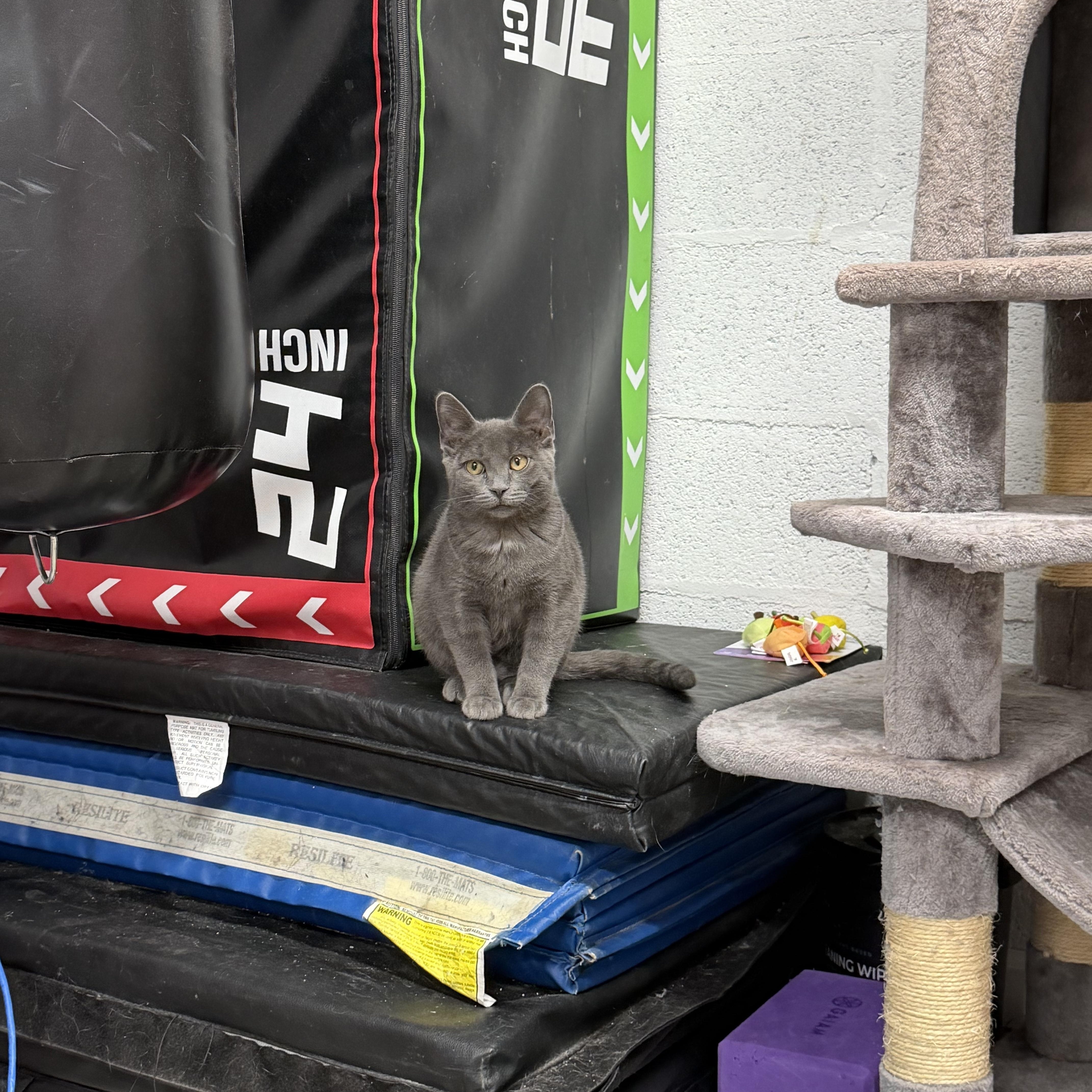 Enlarge Mocha, an adopted American Shorthair in Highland Park, NJ image 3/4