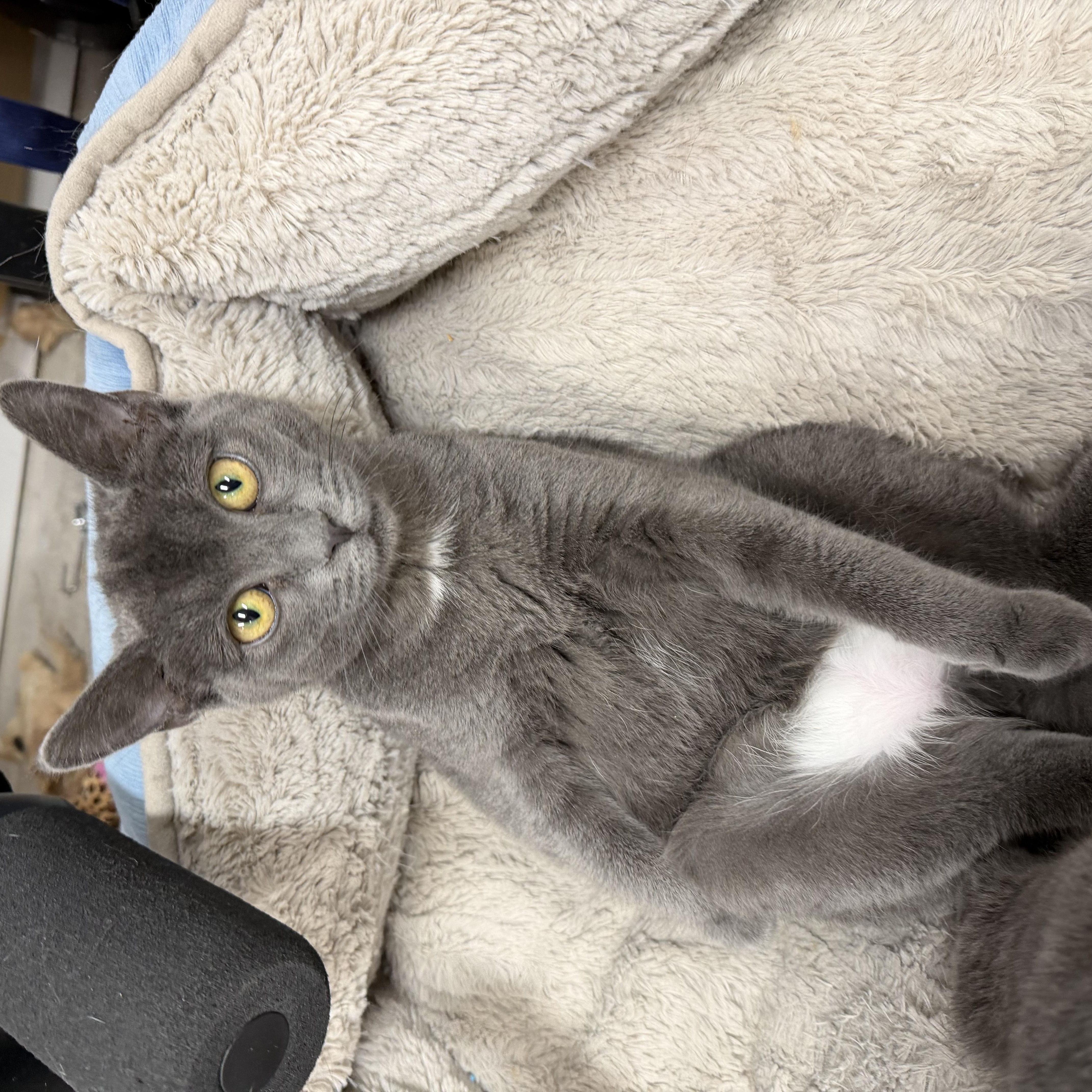 Enlarge Mocha, an adopted American Shorthair in Highland Park, NJ image 4/4