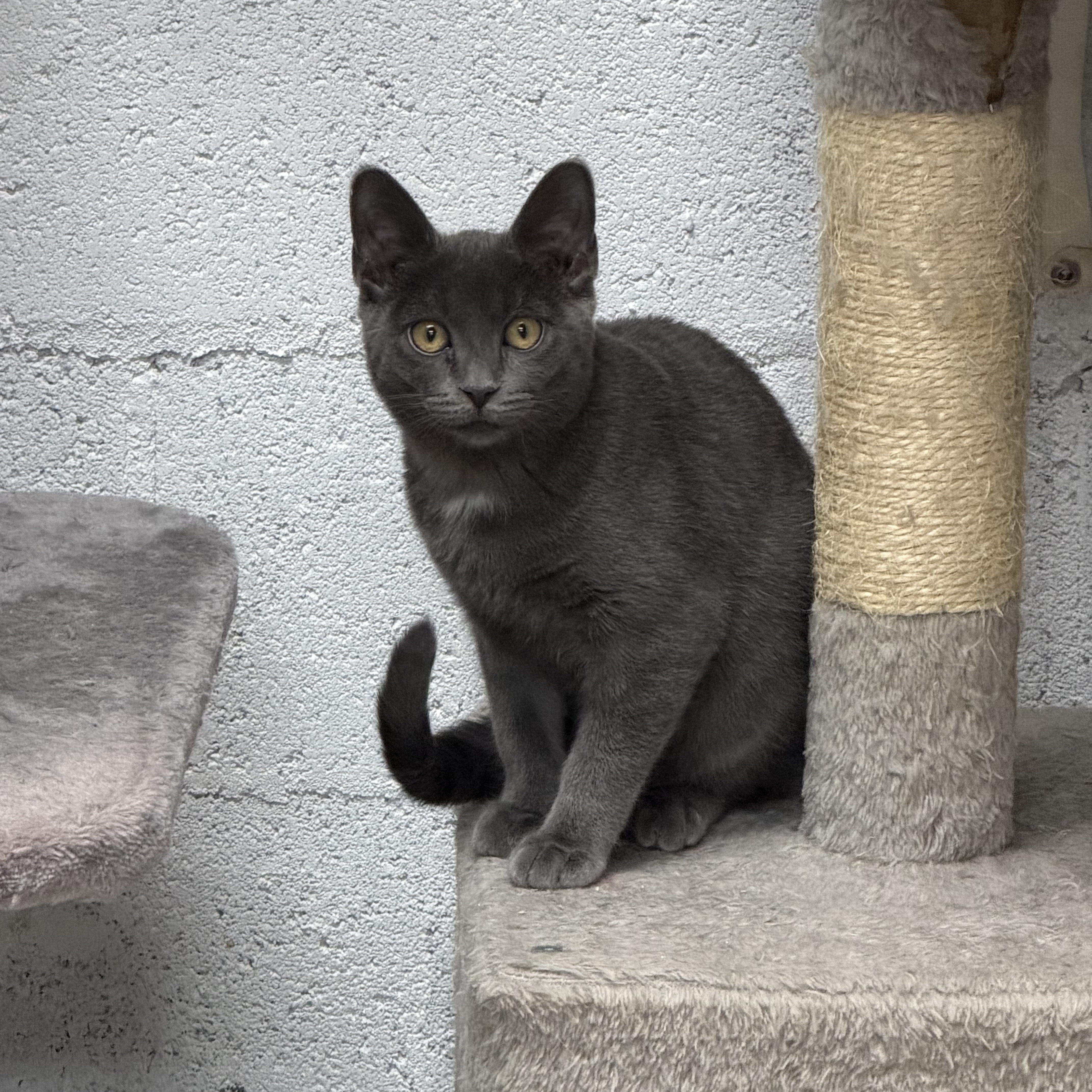 Mocha, ADOPTABLE, Kitten Female American Shorthair.