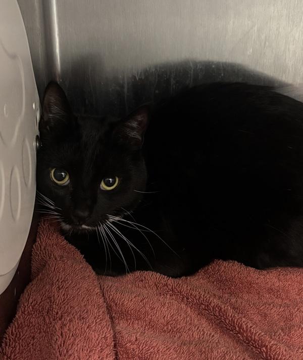 Papa, Adoptable, Young Male Domestic Short Hair.