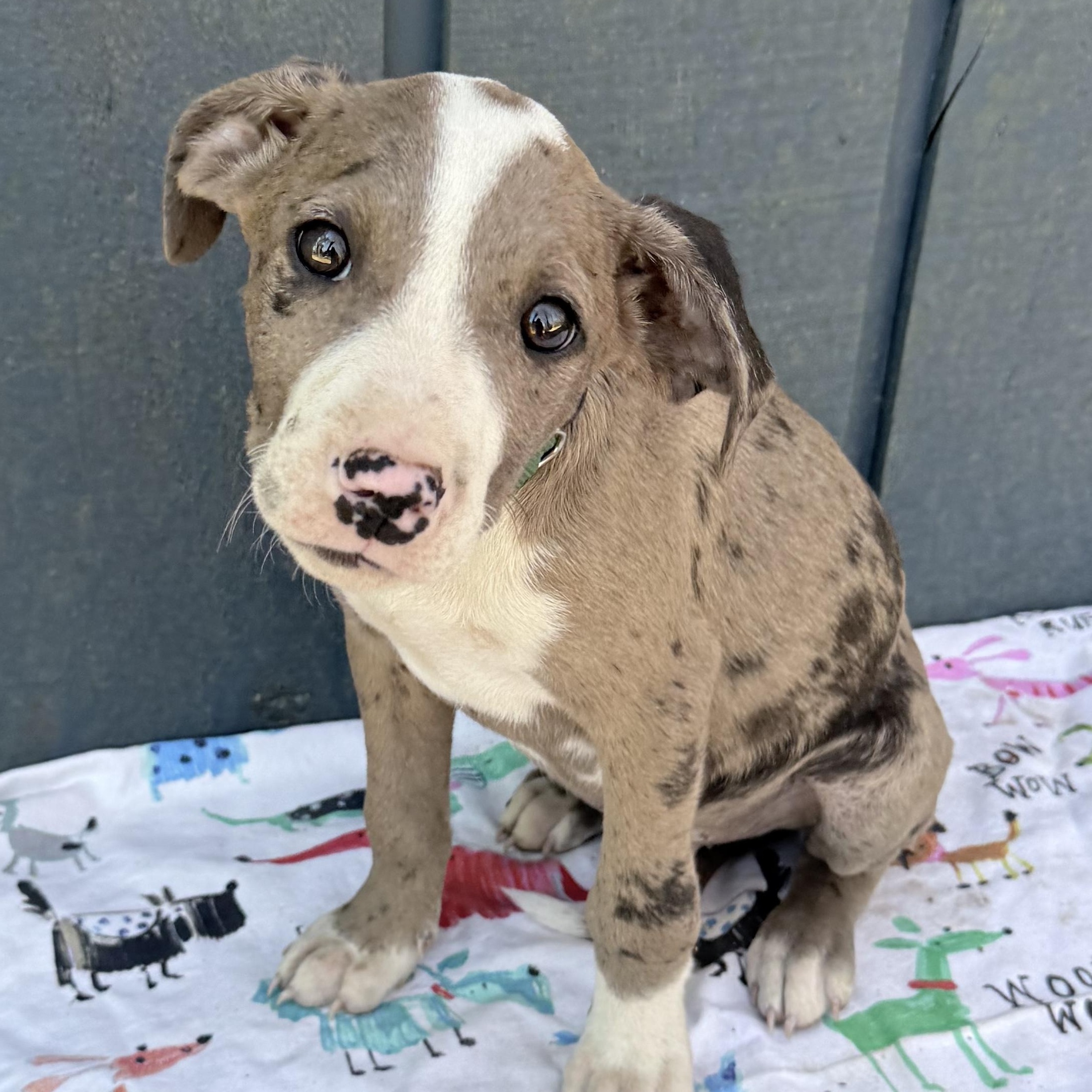 Enlarge Popsicle , a Adoptable mixed breed in Alexandria, VA image 3/5