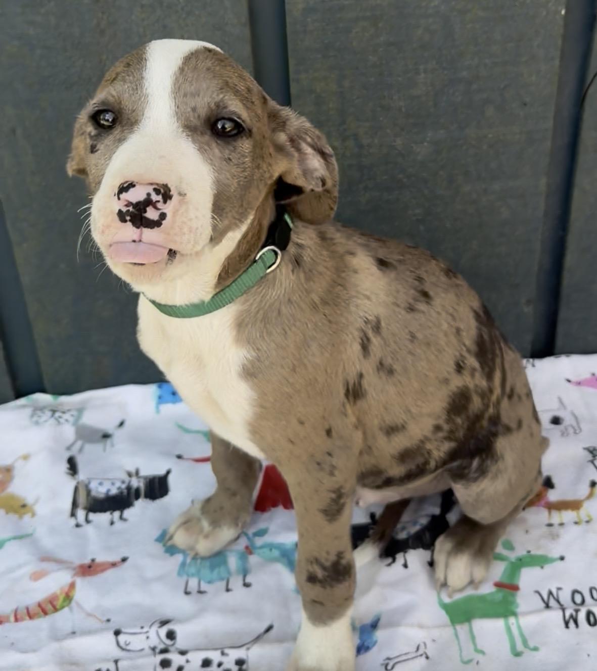 Enlarge Popsicle , a Adoptable mixed breed in Alexandria, VA image 2/5