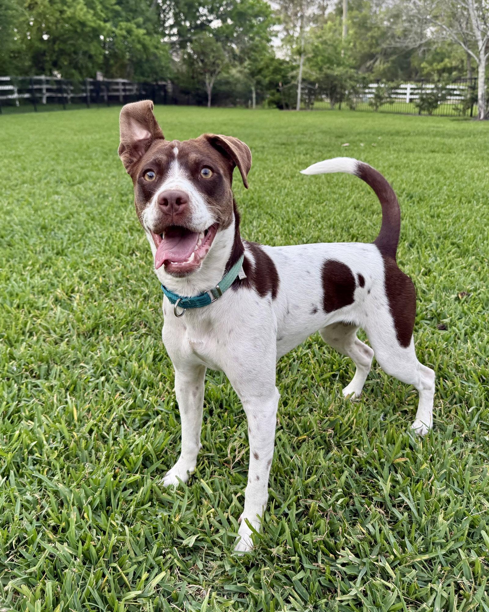 Enlarge Susie #lovebug-extraordinaire, a Adoptable Spaniel in Houston, TX image 1/3