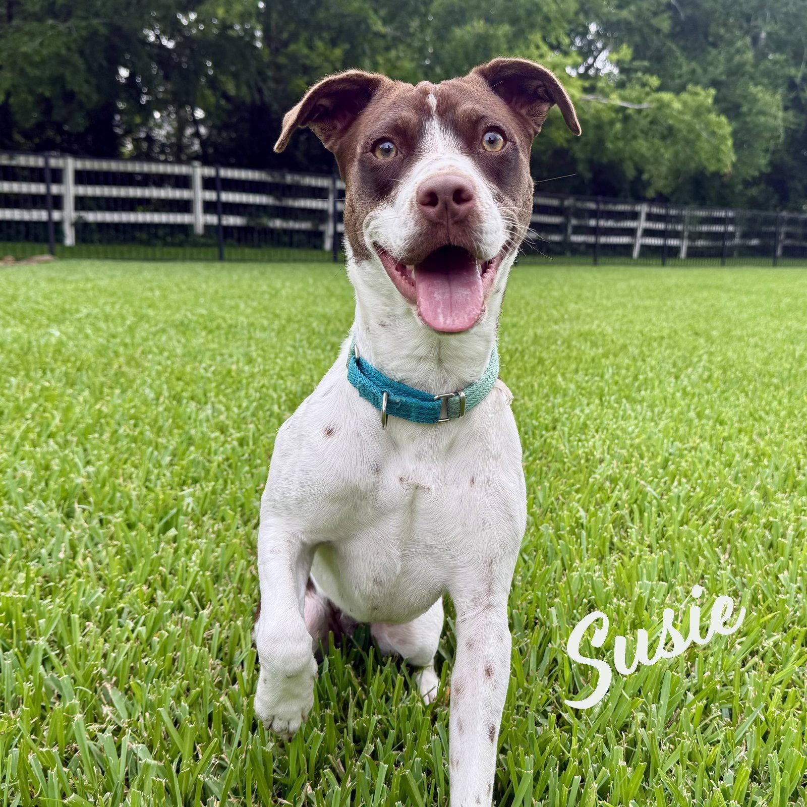 Enlarge Susie #lovebug-extraordinaire, a Adoptable Spaniel in Houston, TX image 2/3