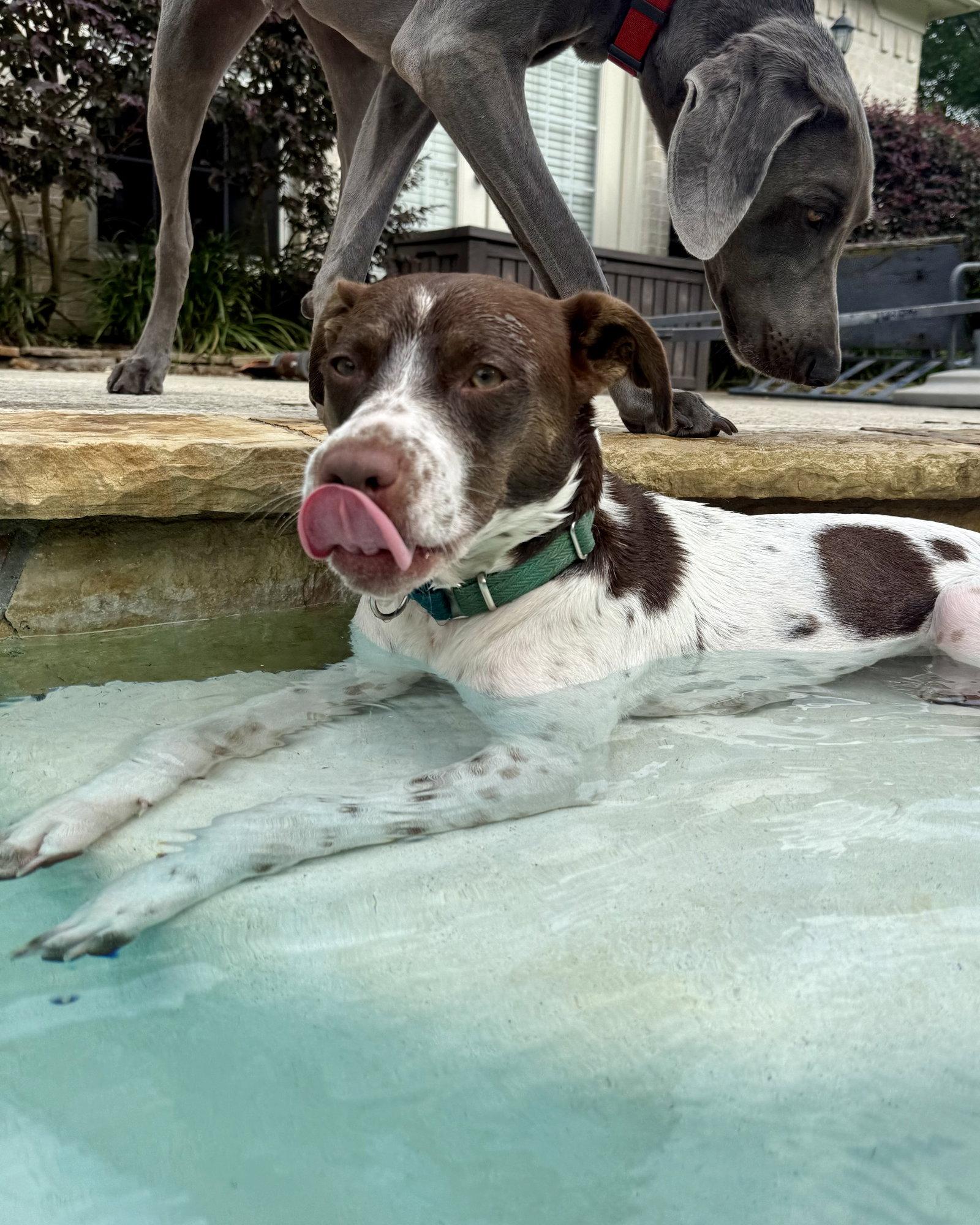 Enlarge Susie #lovebug-extraordinaire, a Adoptable Spaniel in Houston, TX image 3/3