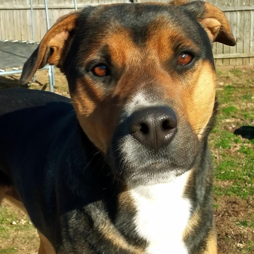 Enlarge Maximilian, a Adoptable Mixed Breed in Huntington, WV image 1/5