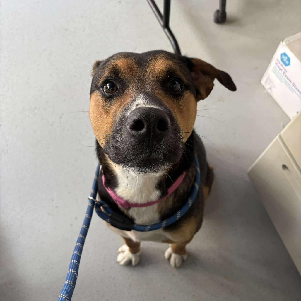 Enlarge Maximilian, a Adoptable Mixed Breed in Huntington, WV image 2/5