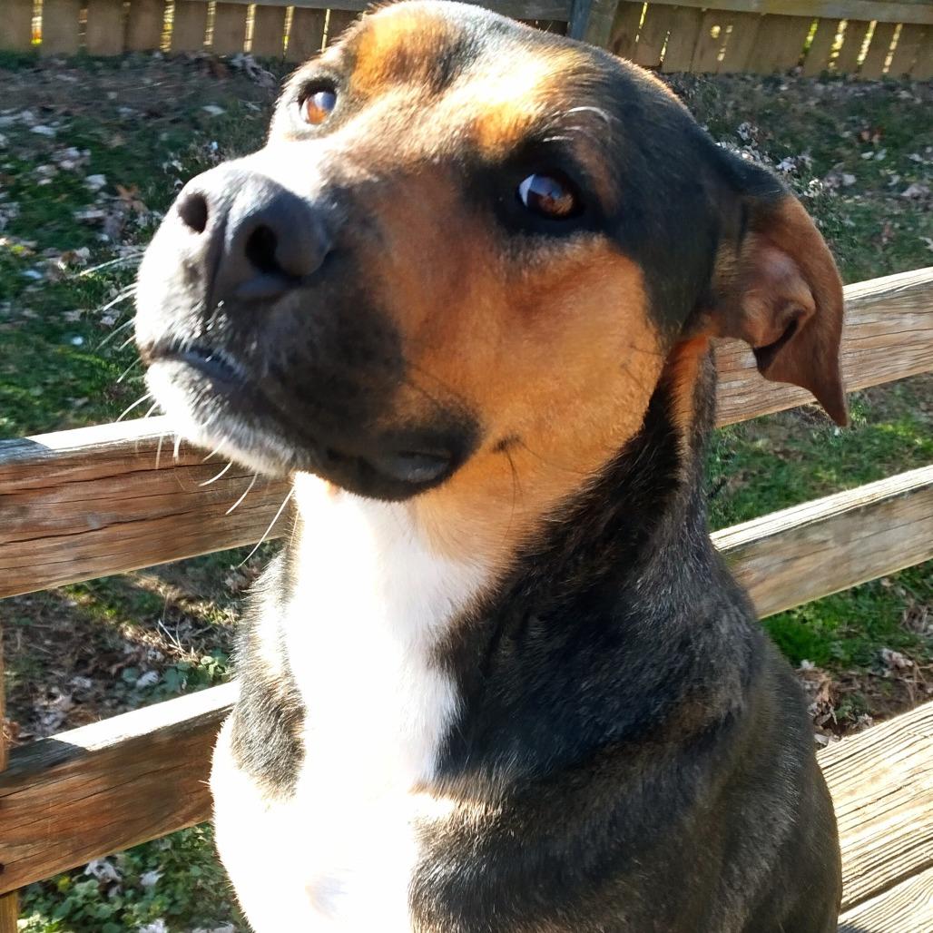 Enlarge Maximilian, a Adoptable Mixed Breed in Huntington, WV image 3/5