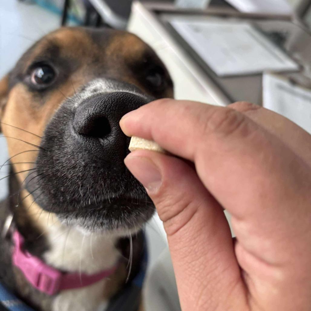 Enlarge Maximilian, a Adoptable Mixed Breed in Huntington, WV image 4/5