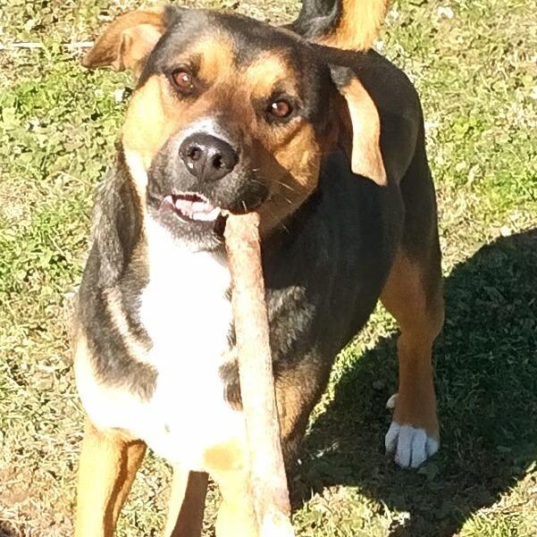 Enlarge Maximilian, a Adoptable Mixed Breed in Huntington, WV image 5/5