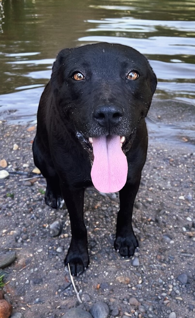 Lady, a Adoptable mixed breed in Bryan, TX image 4/4