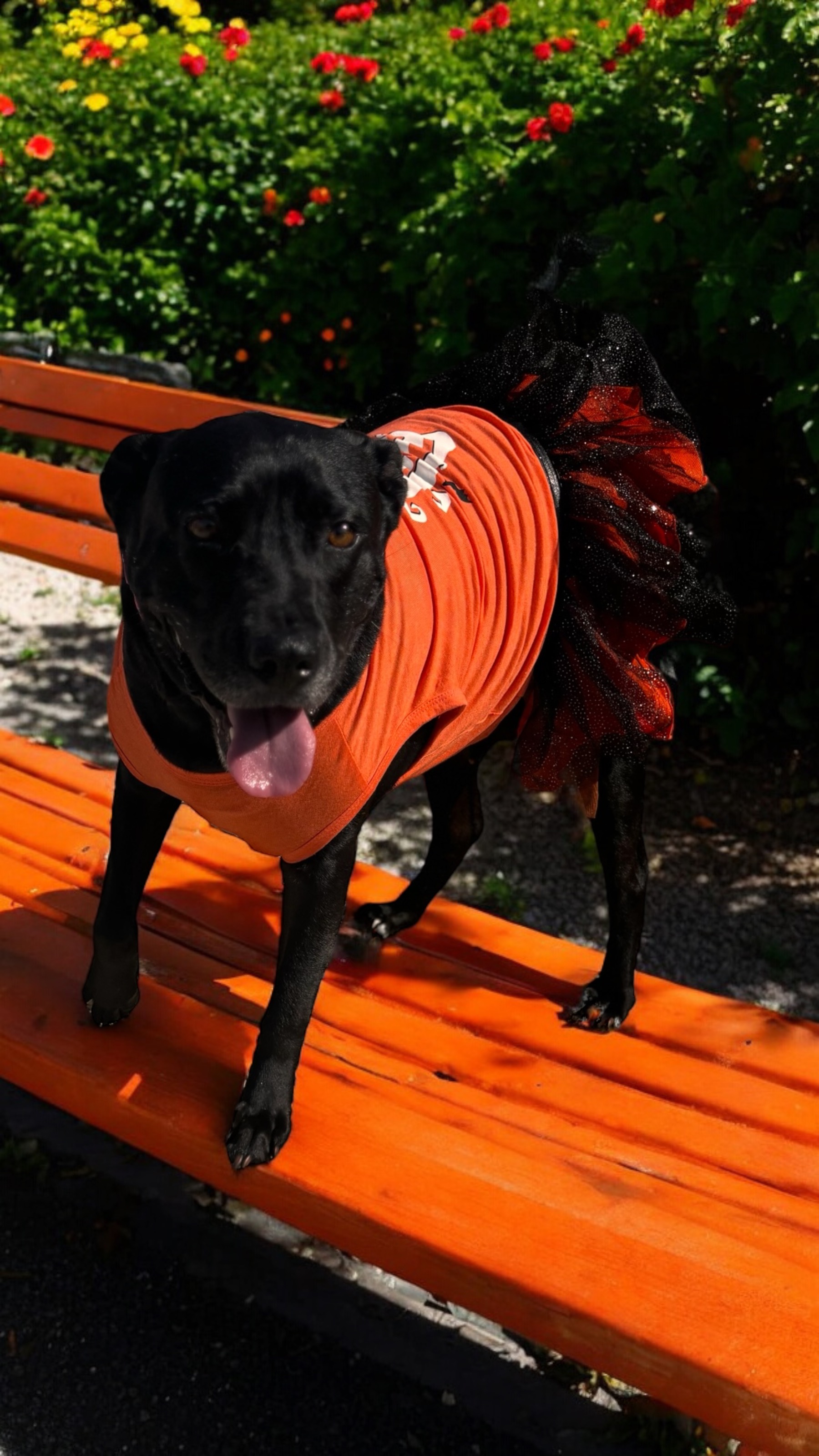 Lady, Adoptable, Adult Female American Staffordshire Terrier & Black Labrador Retriever.