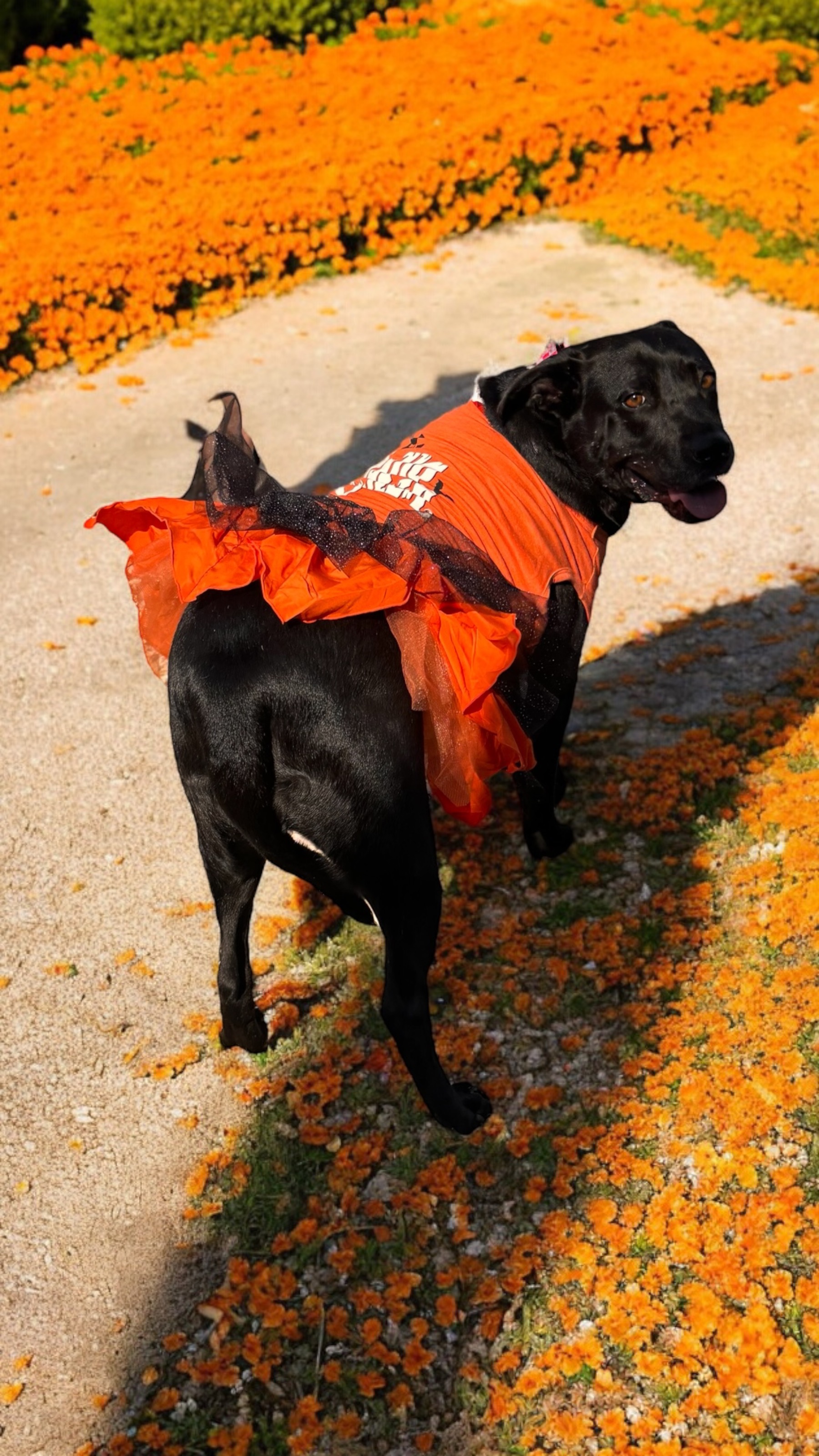 Lady, a Adoptable mixed breed in Bryan, TX image 3/4