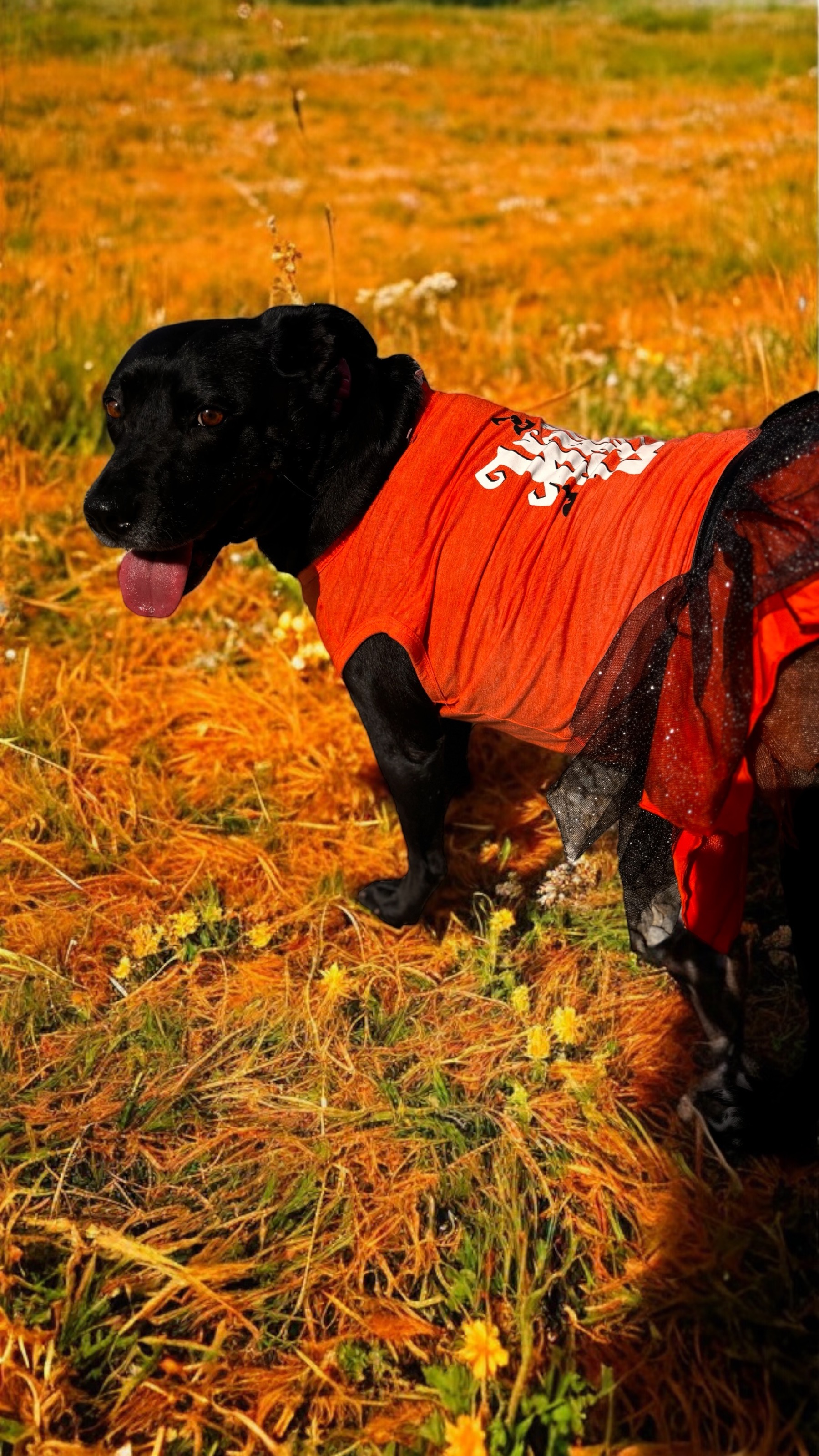 Lady, a Adoptable mixed breed in Bryan, TX image 2/4
