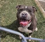Buddy , ADOPTABLE, Adult Male Pit Bull Terrier.
