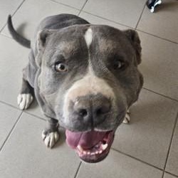 Enlarge Buddy , a ADOPTABLE Pit Bull Terrier in Edgewood, NM image 4/5