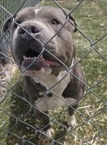Enlarge Buddy , a ADOPTABLE Pit Bull Terrier in Edgewood, NM image 2/5