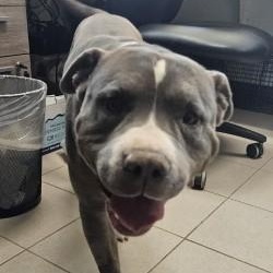 Enlarge Buddy , a ADOPTABLE Pit Bull Terrier in Edgewood, NM image 3/5