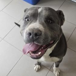 Enlarge Buddy , a ADOPTABLE Pit Bull Terrier in Edgewood, NM image 5/5