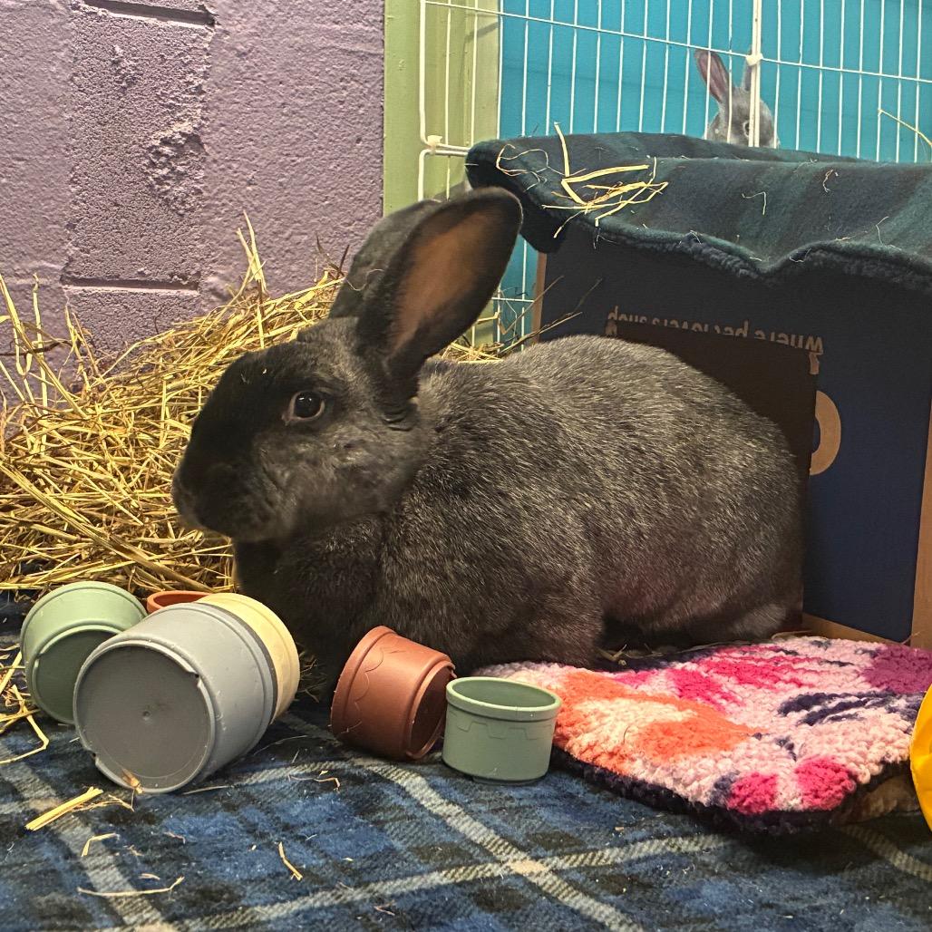 Ty Lee, Adoptable, Adult Female New Zealand & Bunny Rabbit.