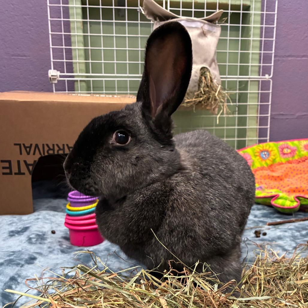Ty Lee, Adoptable, Adult Female New Zealand & Bunny Rabbit.