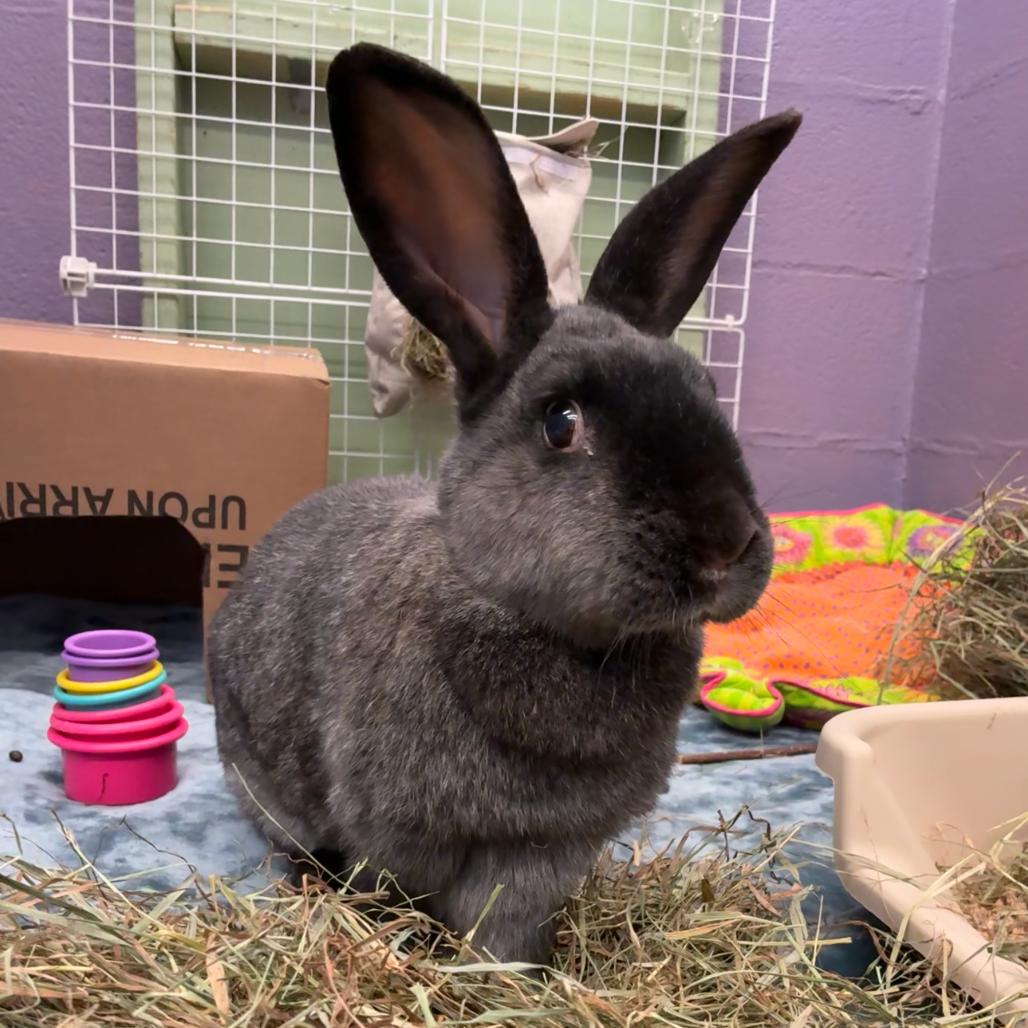 Ty Lee, Adoptable, Adult Female New Zealand & Bunny Rabbit.