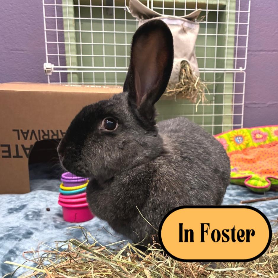 Enlarge Ty Lee, a Adoptable mixed breed in Providence, RI image 3/6