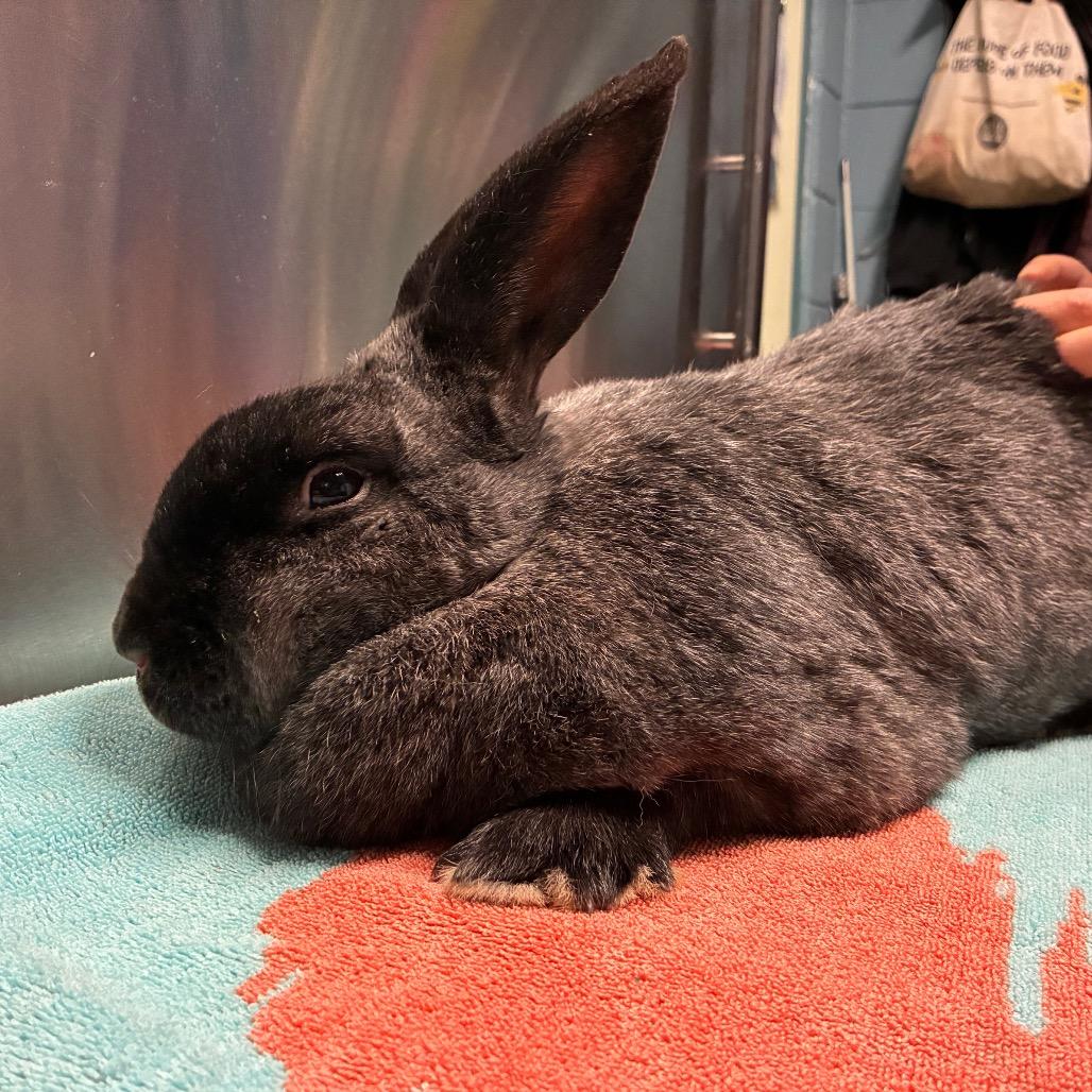 Enlarge Ty Lee, a Adoptable mixed breed in Providence, RI image 6/6