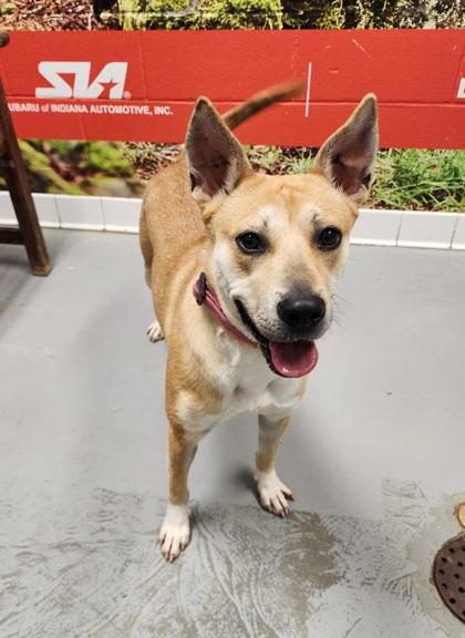 Enlarge Sasha, a Adoptable Shepherd in Lafayette, IN image 1/3