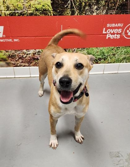 Enlarge Sasha, a Adoptable Shepherd in Lafayette, IN image 2/3