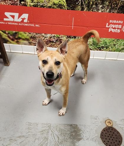 Enlarge Sasha, a Adoptable Shepherd in Lafayette, IN image 3/3