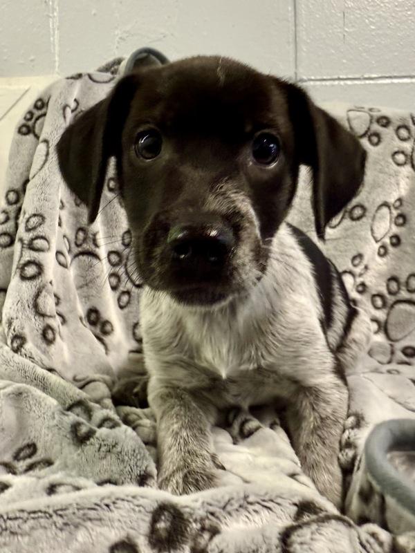 Krispy, Adoptable, Young Female Labrador Retriever.