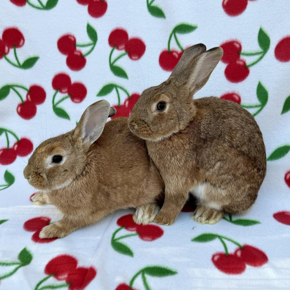 Flame (Bonded to Esquire), Adoptable, Adult Female American.