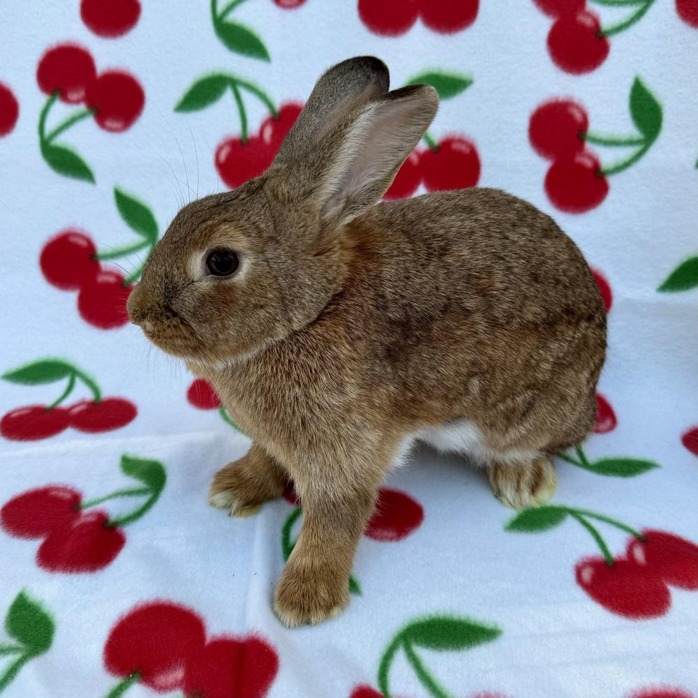 Enlarge Flame (Bonded to Esquire), a Adoptable mixed breed in Gainesville, FL image 2/5