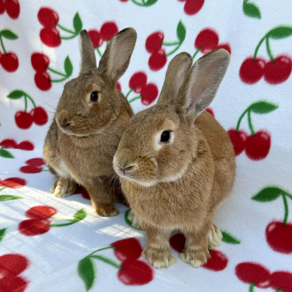 Enlarge Flame (Bonded to Esquire), a Adoptable mixed breed in Gainesville, FL image 3/5