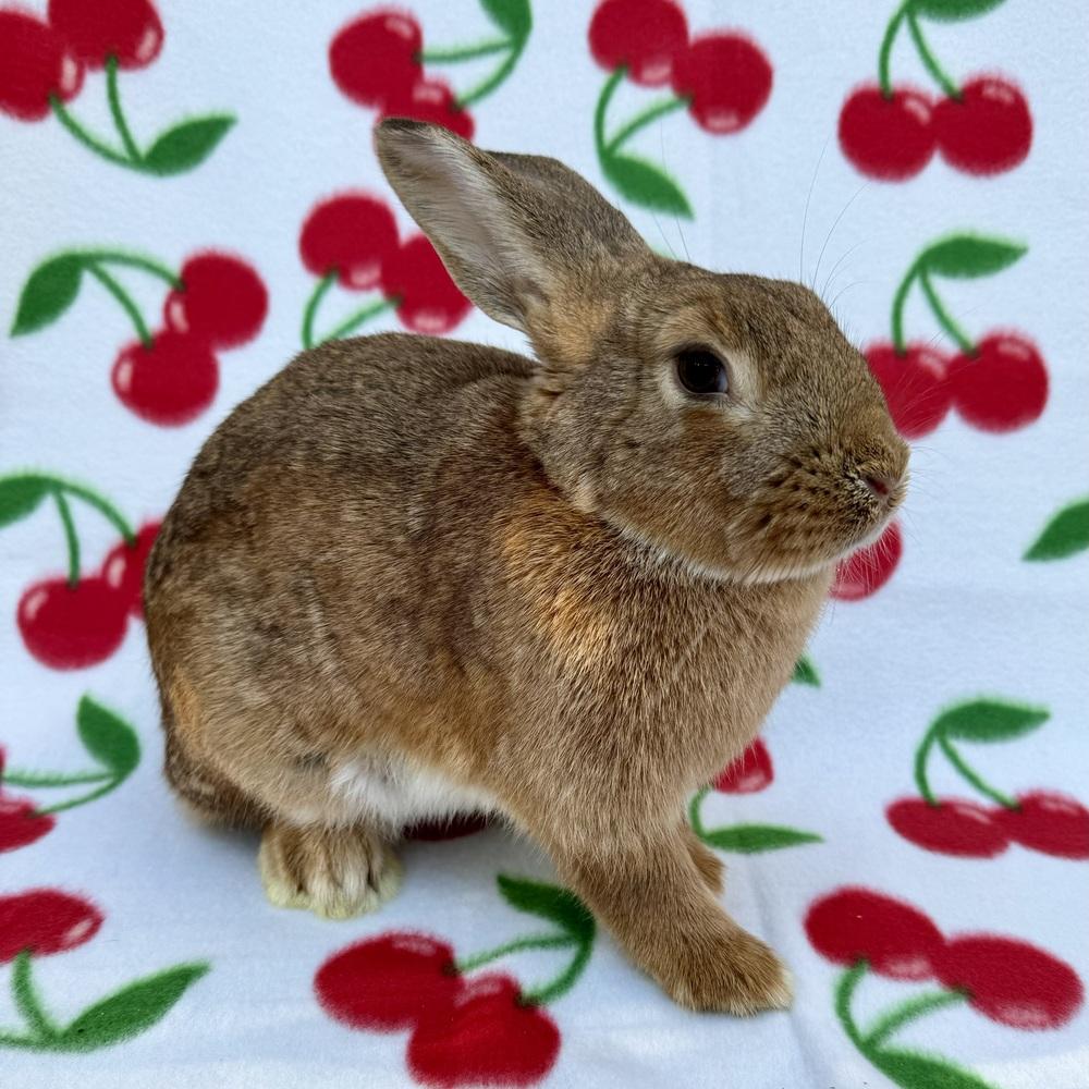 Enlarge Flame (Bonded to Esquire), a Adoptable mixed breed in Gainesville, FL image 4/5