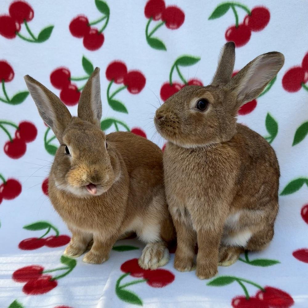 Enlarge Flame (Bonded to Esquire), a Adoptable mixed breed in Gainesville, FL image 5/5