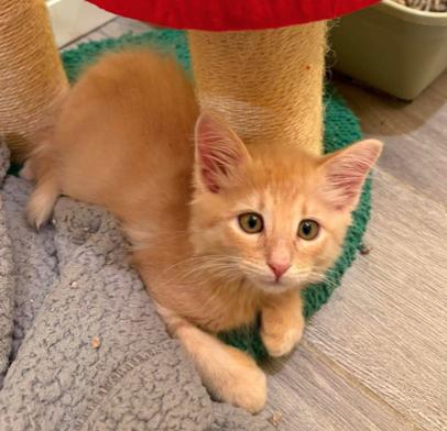 Conan (Bonded with Grace), adoptable, Kitten Male Domestic Long Hair.