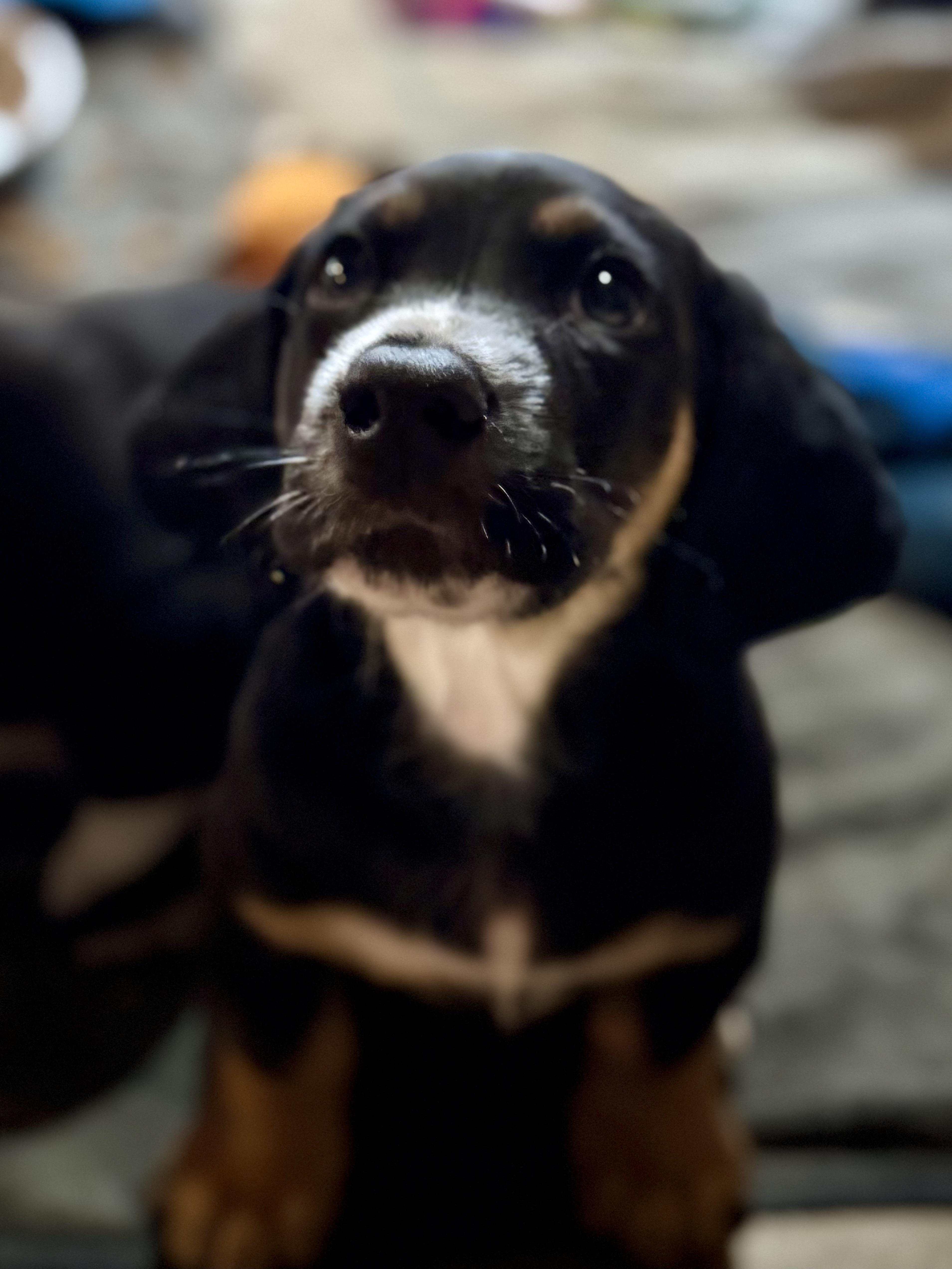 Guinness, a Adoptable mixed breed in Washington, MO image 2/2