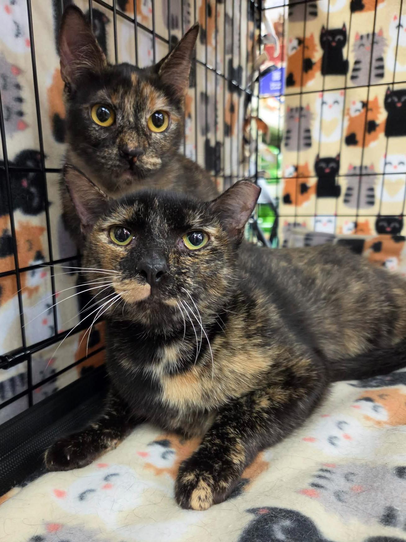 Rubee, a ADOPTABLE mixed breed in College Station, TX image 4/6