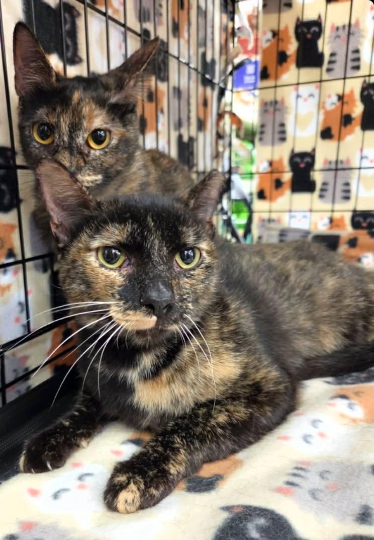 Rubee, a ADOPTABLE mixed breed in College Station, TX image 6/6