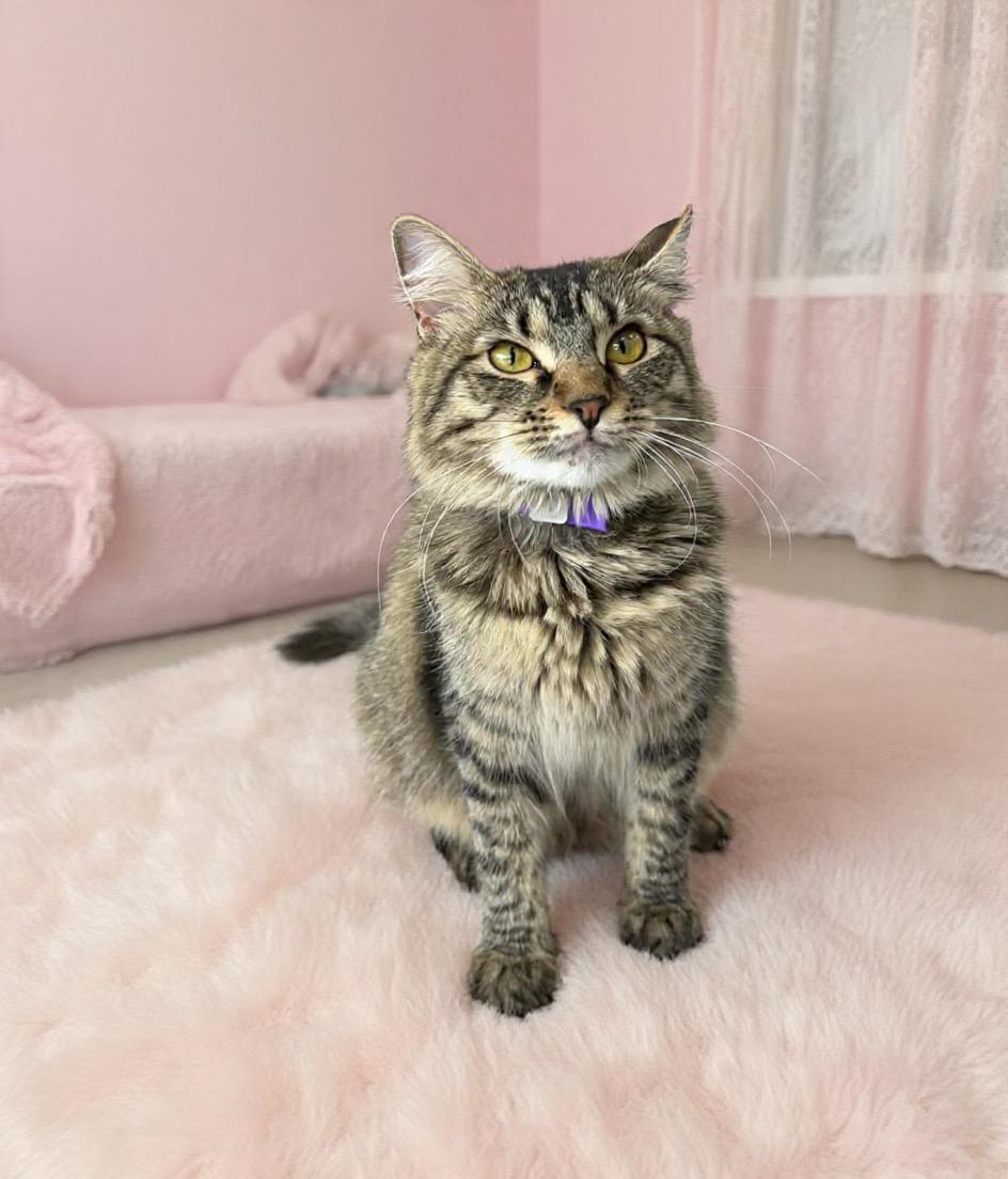Torrie, a ADOPTABLE Domestic Long Hair in Tavares, FL image 2/2