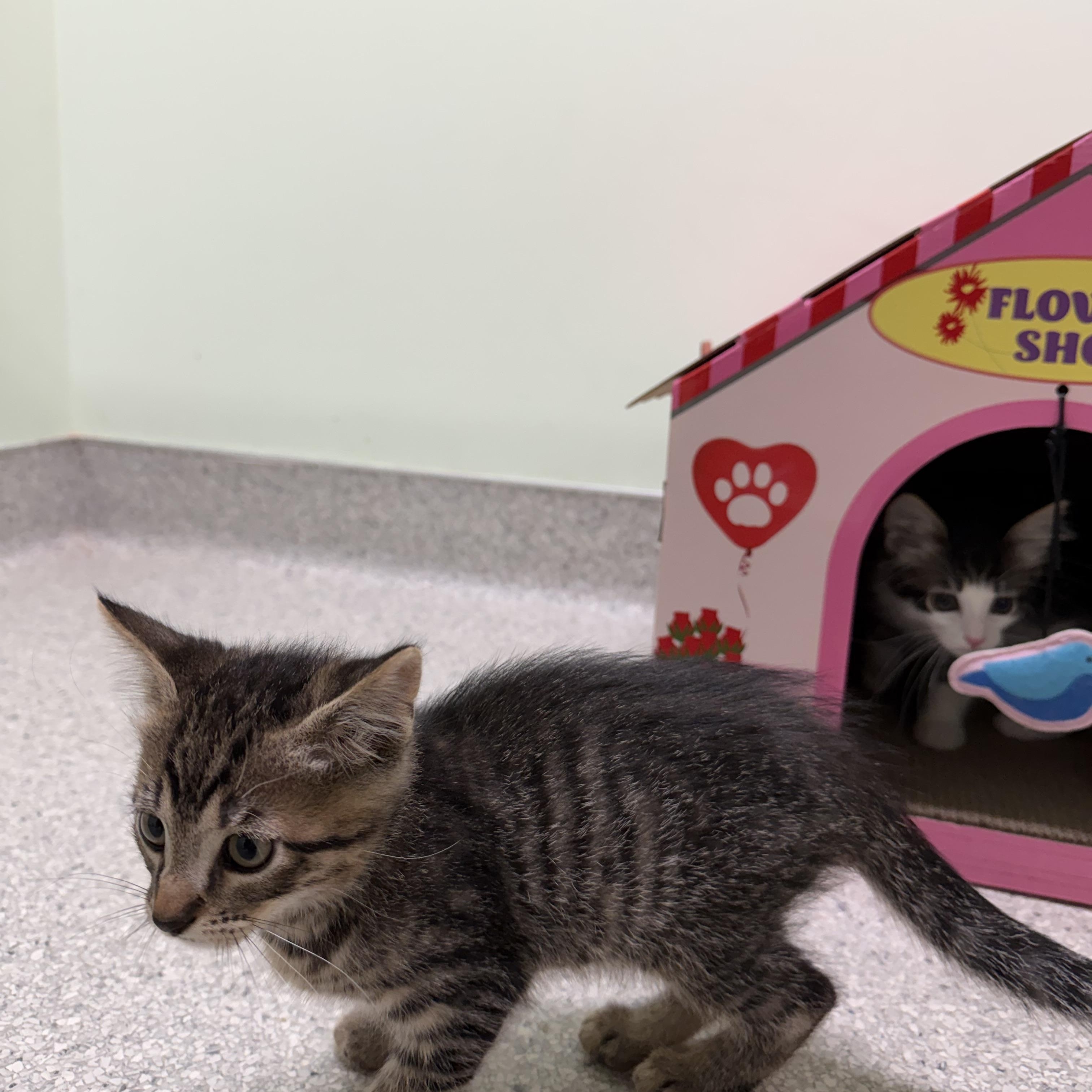 Finch, a Adoptable Domestic Medium Hair in Kent, WA image 4/5