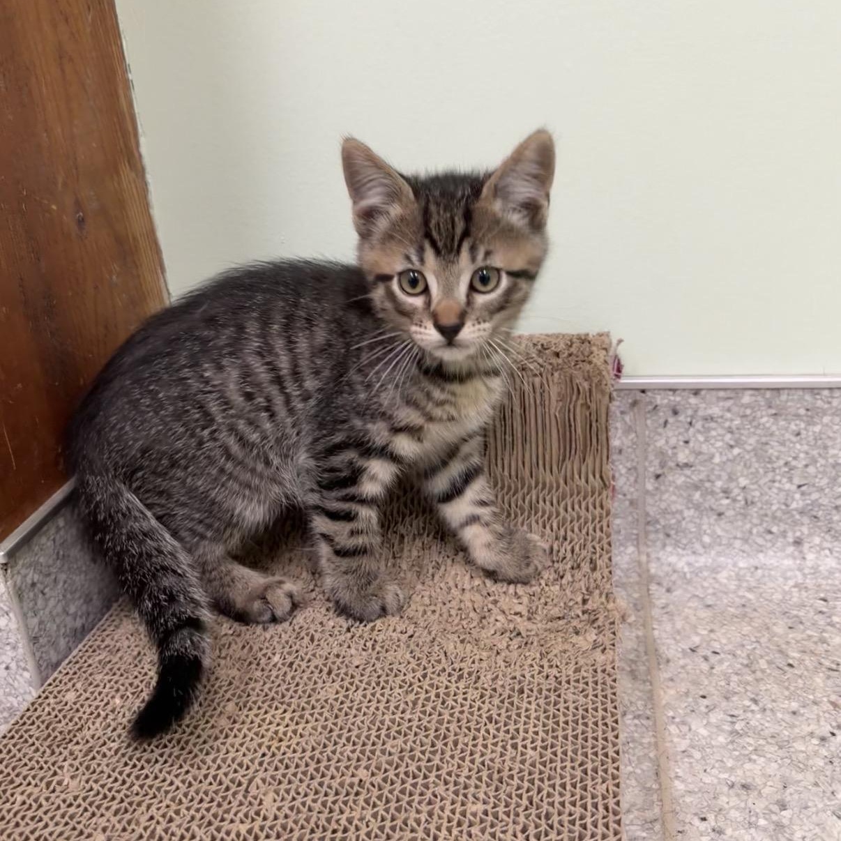 Finch, a Adoptable Domestic Medium Hair in Kent, WA image 1/5