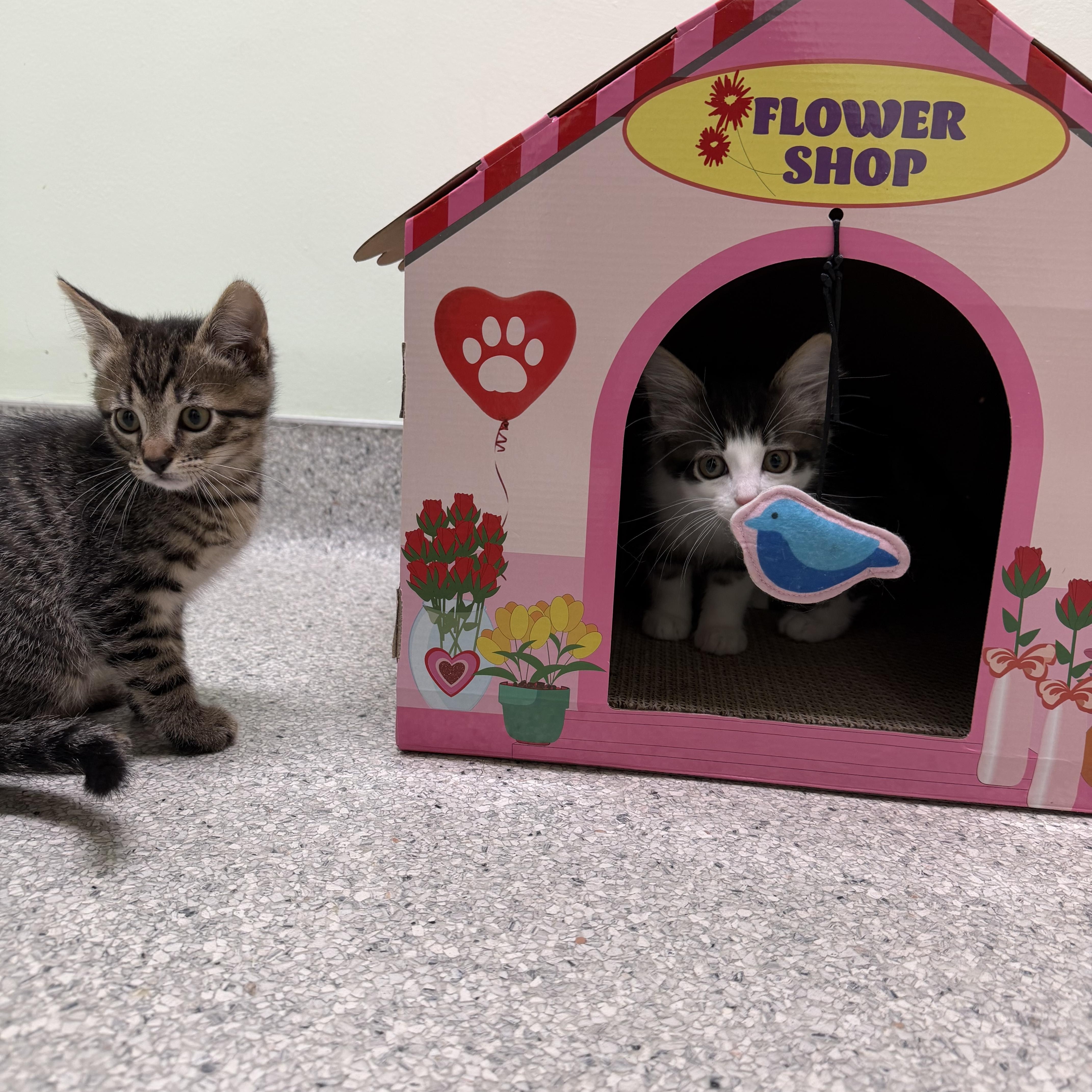 Finch, a Adoptable Domestic Medium Hair in Kent, WA image 2/5