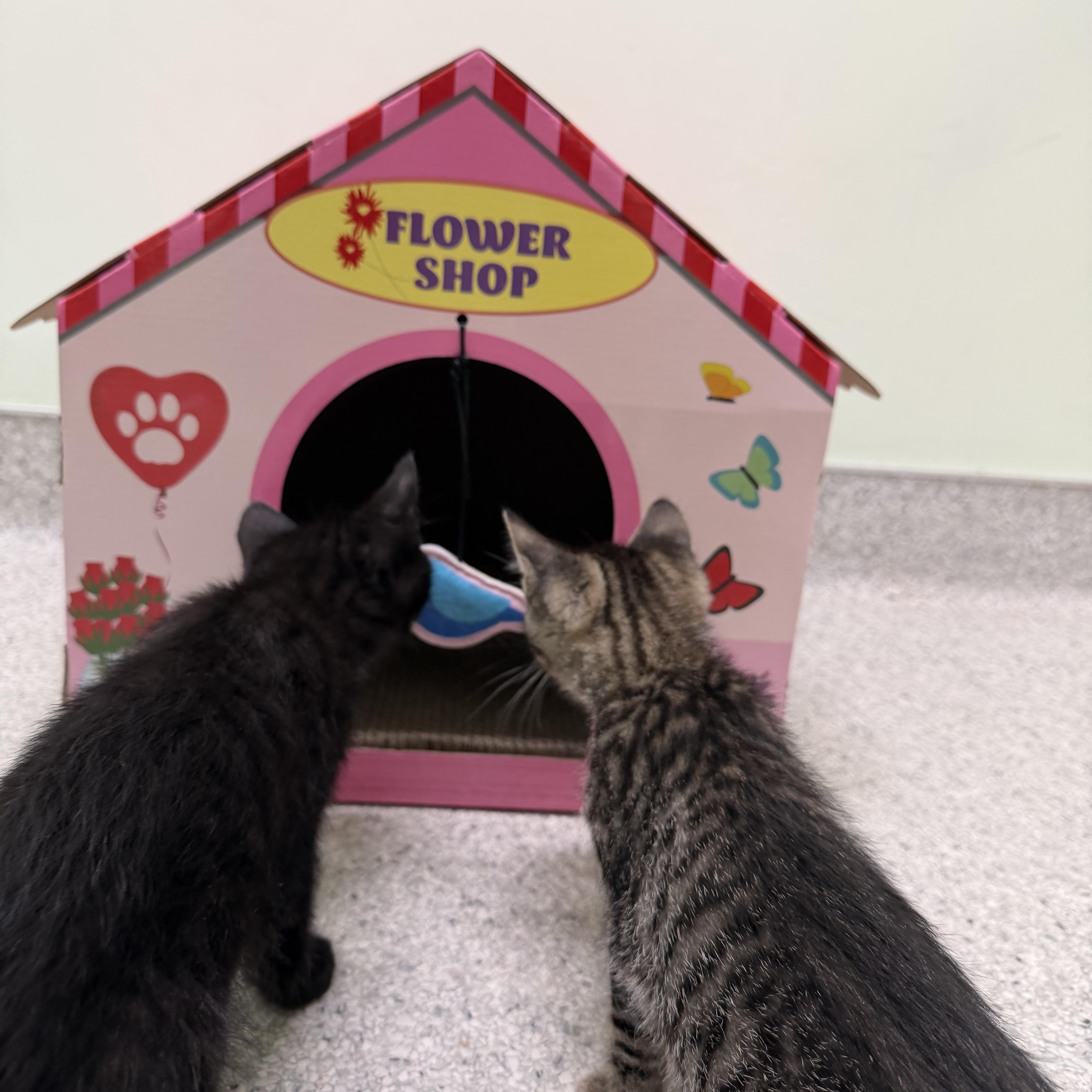 Finch, a Adoptable Domestic Medium Hair in Kent, WA image 5/5