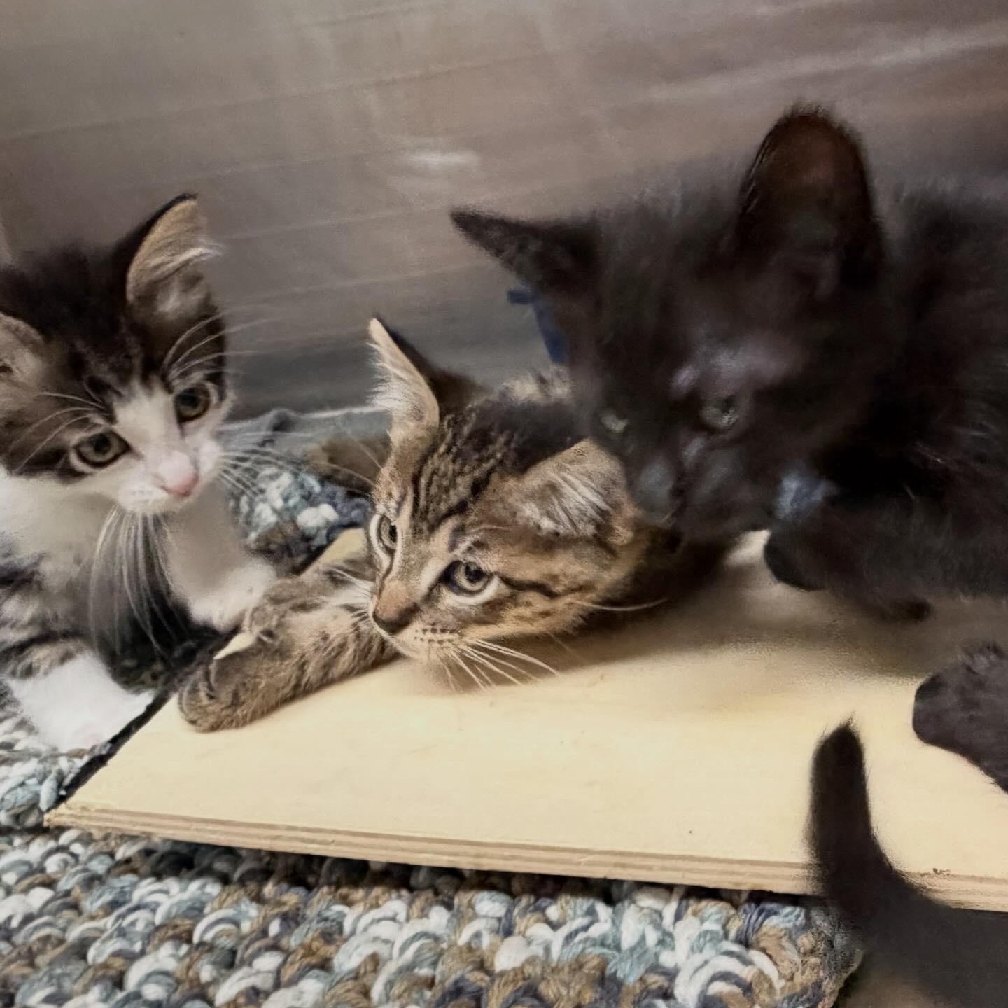Finch, a Adoptable Domestic Medium Hair in Kent, WA image 3/5