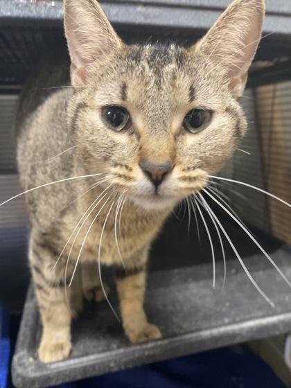 Roseanne, Adoptable, Adult Female Domestic Short Hair & Domestic Short Hair.