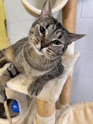 Roseanne, a Adoptable Domestic Short Hair image 2/2